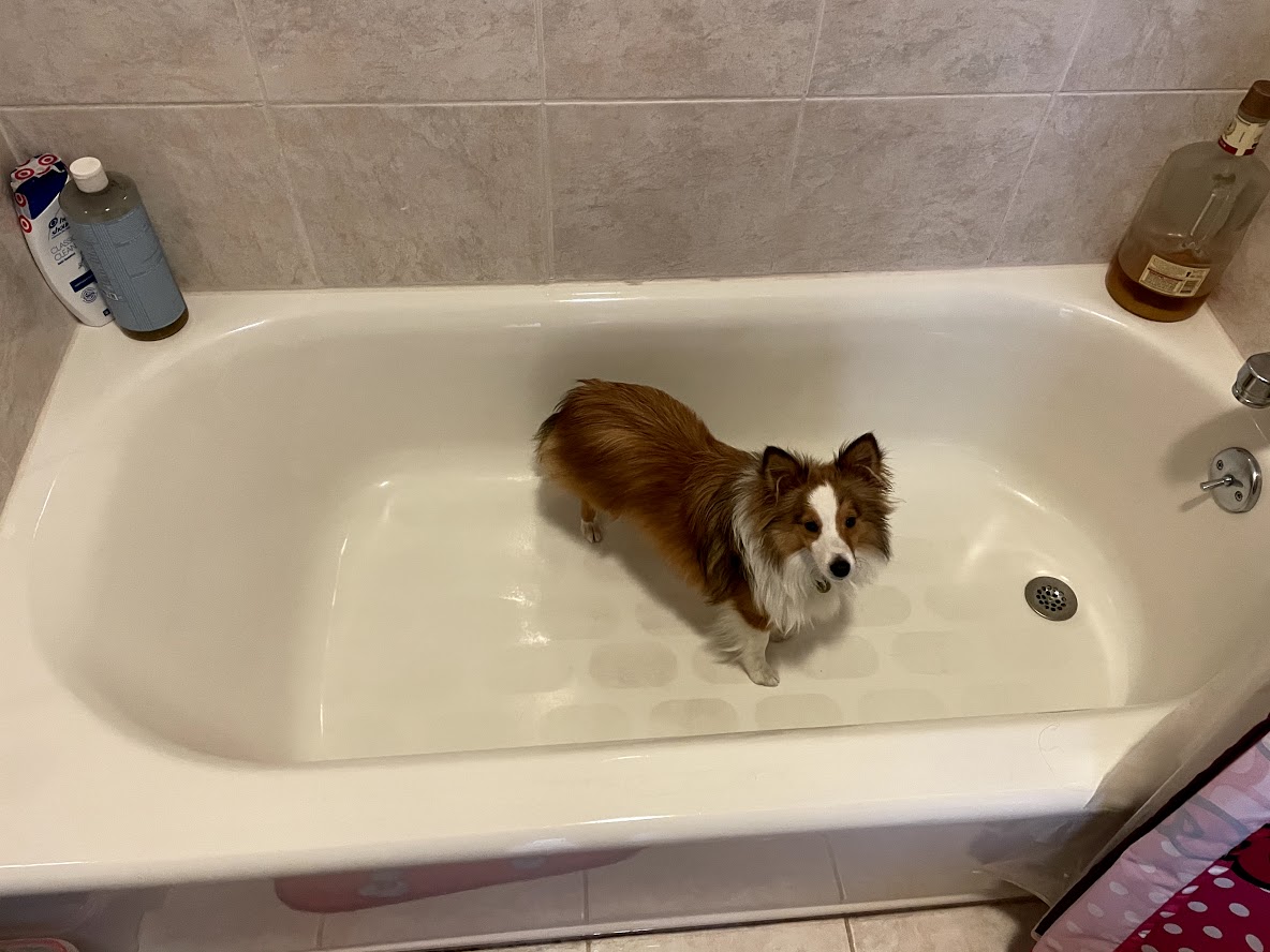 Timbit in the bath tub